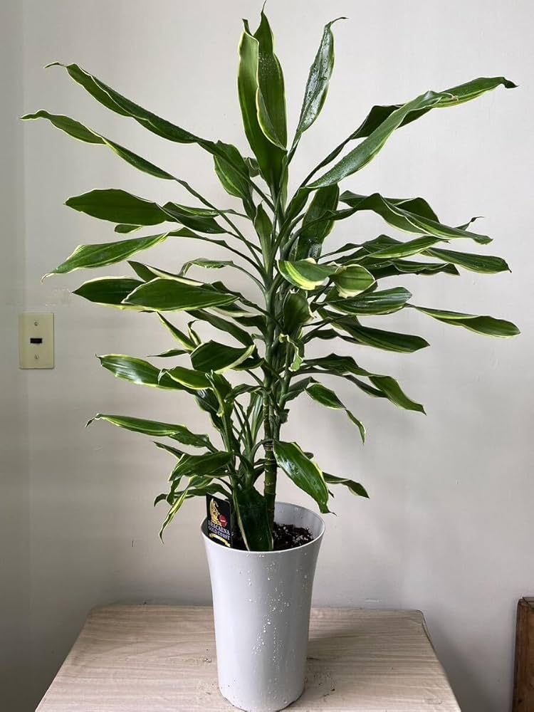 希少 レア品種 ドラセナゴールドコースト 8号鉢 100センチ 写真現物 観葉植物 中型 ドラセナ ゴールドコースト 8号鉢 | 移転祝い